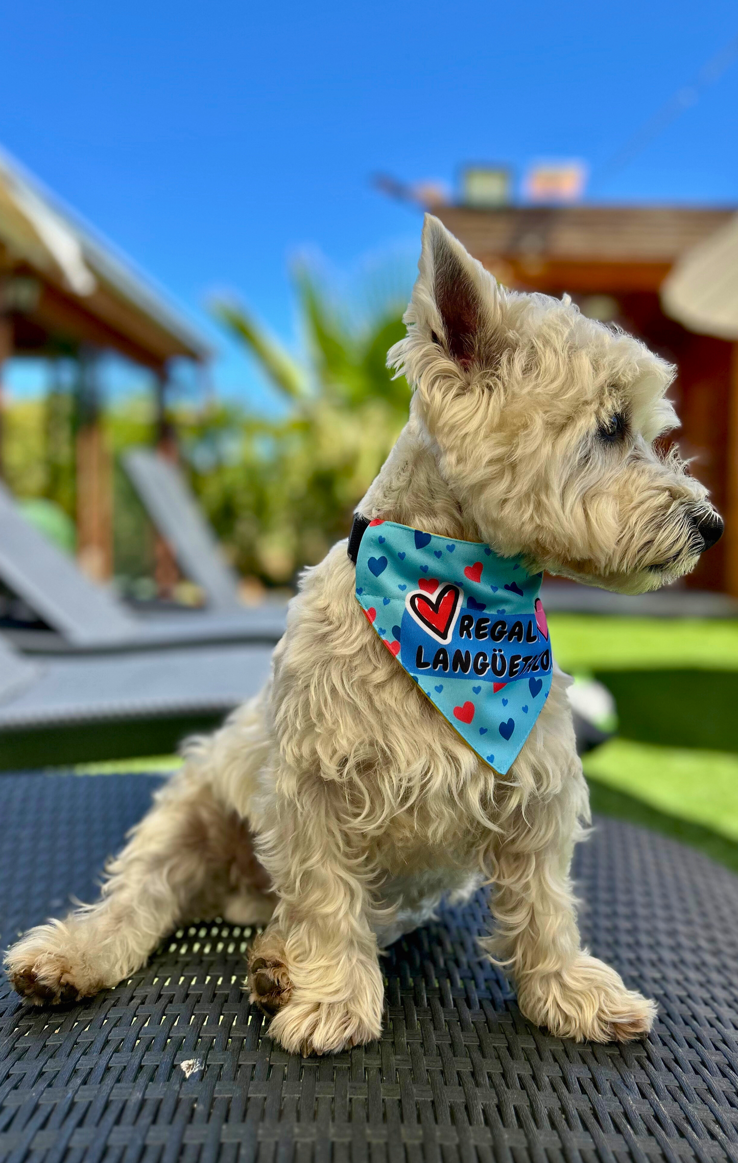 Bandana Regalo Lengüetazos