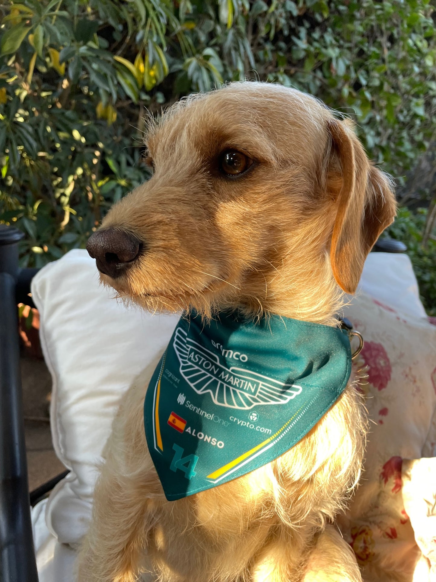 Bandana con Collar Ajustable para Perros y Gatos – Fórmula 1 -ALONSO