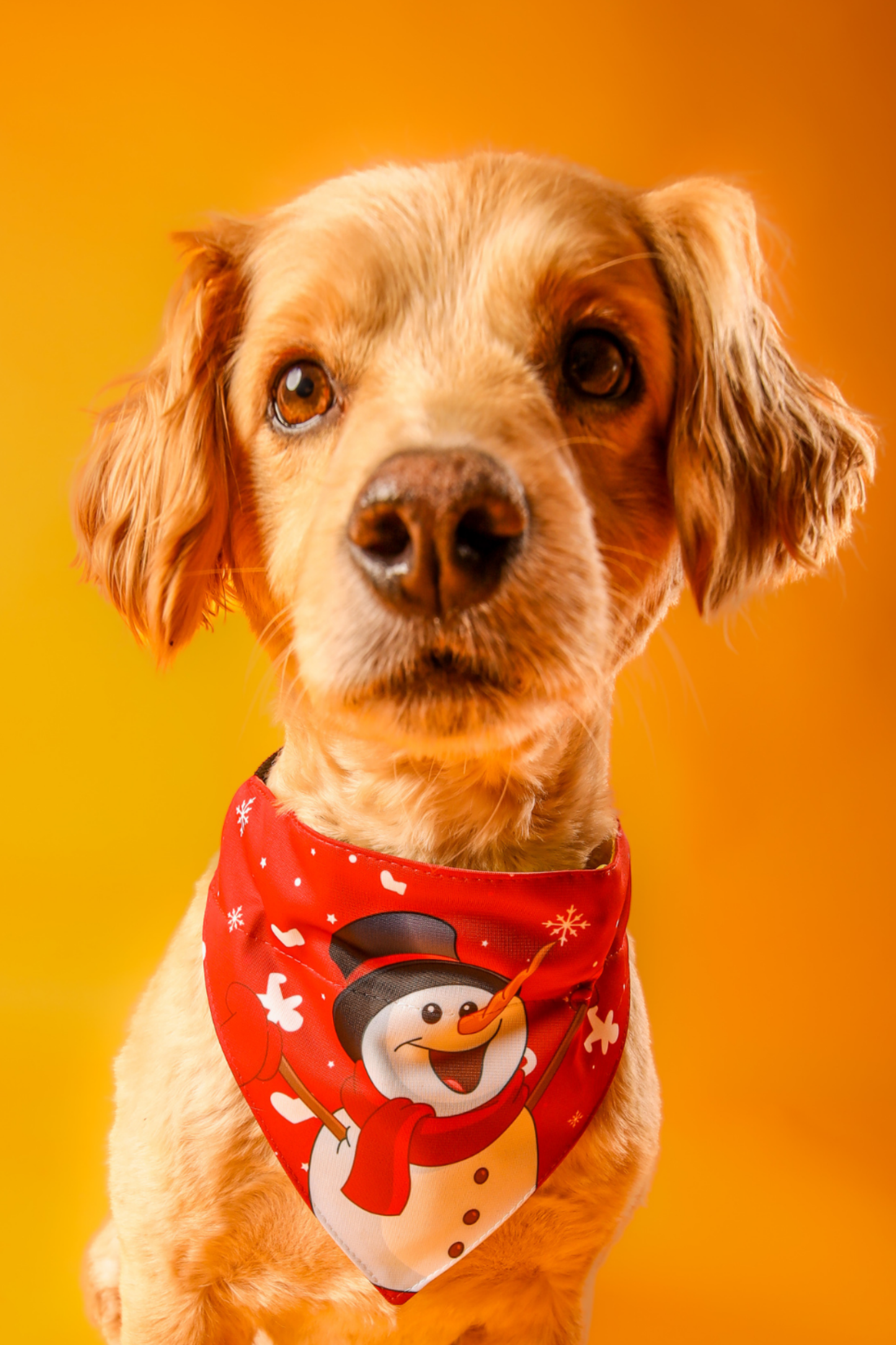 Bandana con collar para perros y gatos - Snow