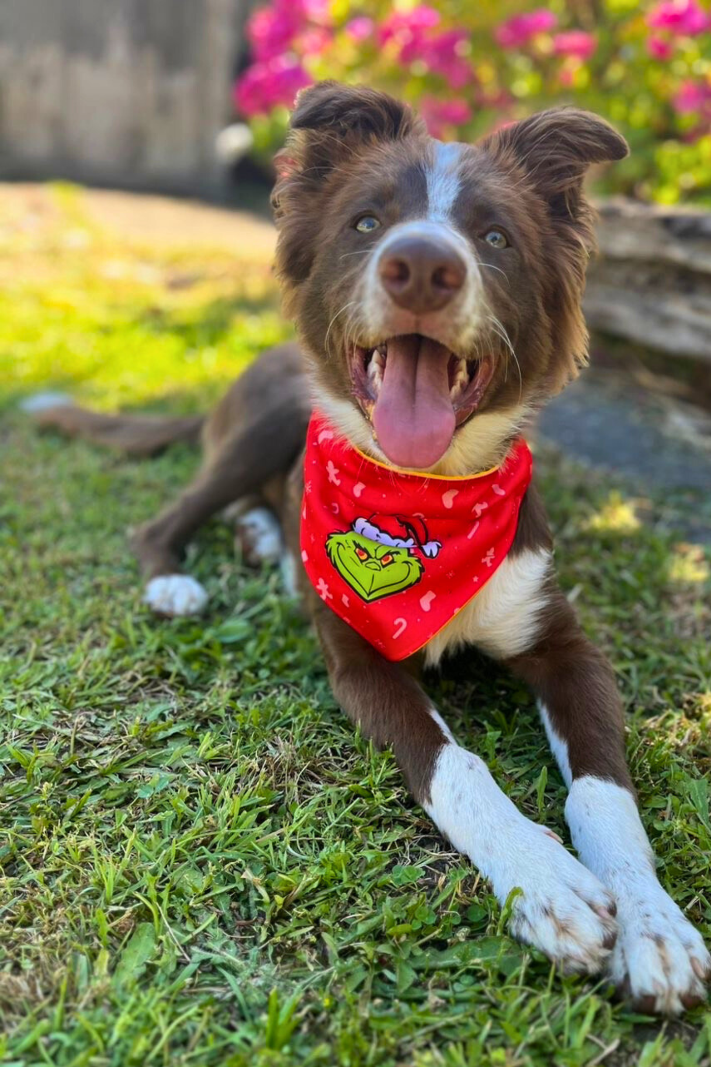 Bandana con collar para perros y gatos - Odio la Navidad