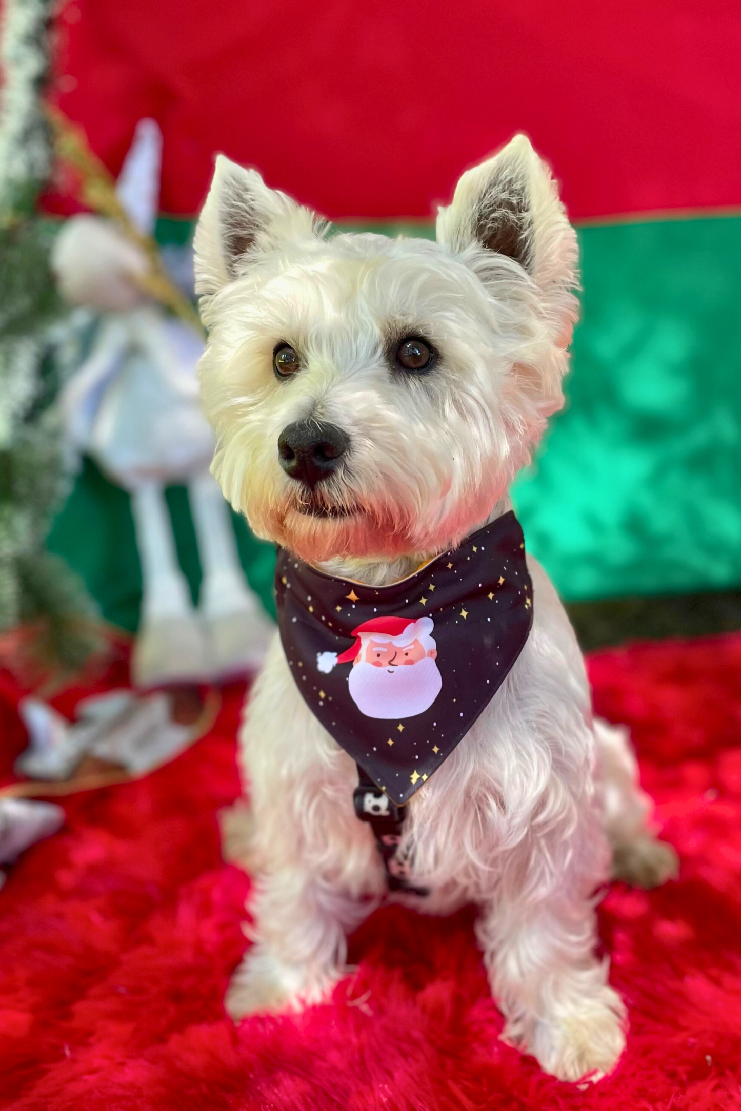 Bandana con collar para perros y gatos - Noche Buena