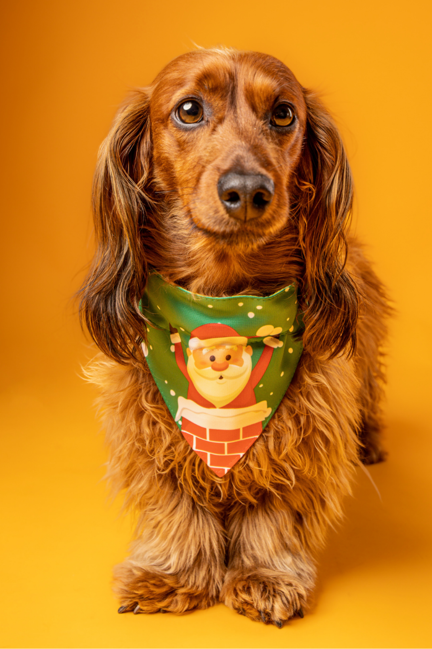 Bandana con collar para perros y gatos - Viejito Pascuero