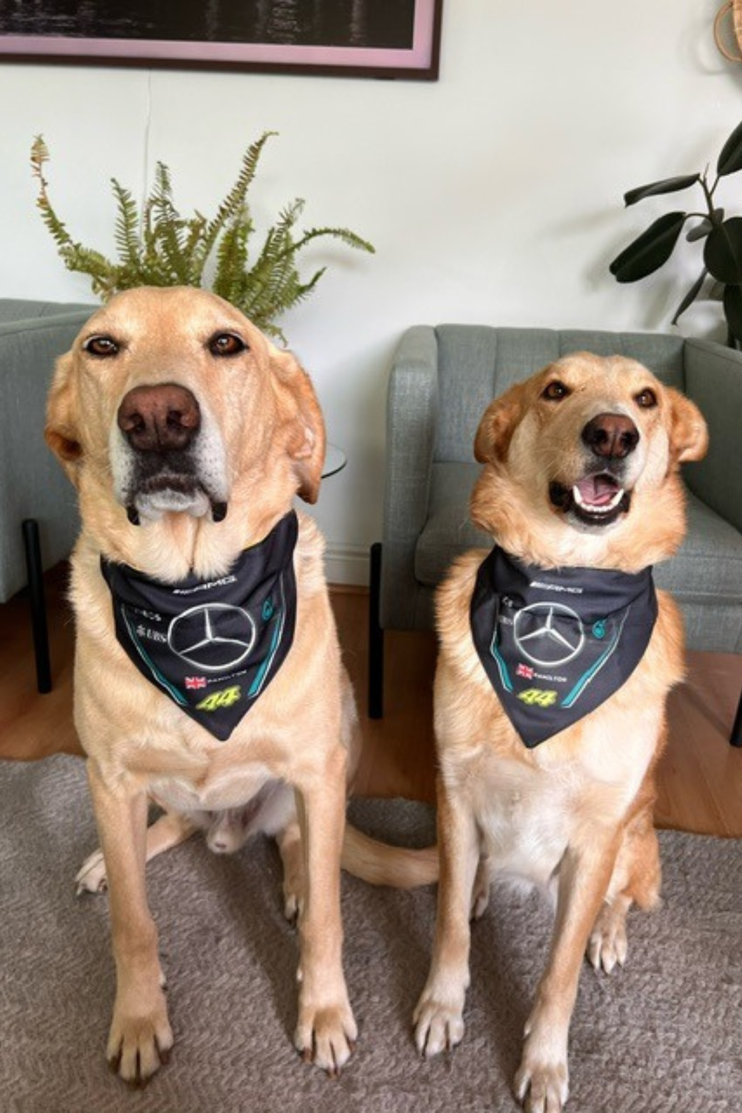 Bandana con Collar Ajustable para Perros y Gatos – Fórmula 1 - HAMILTON