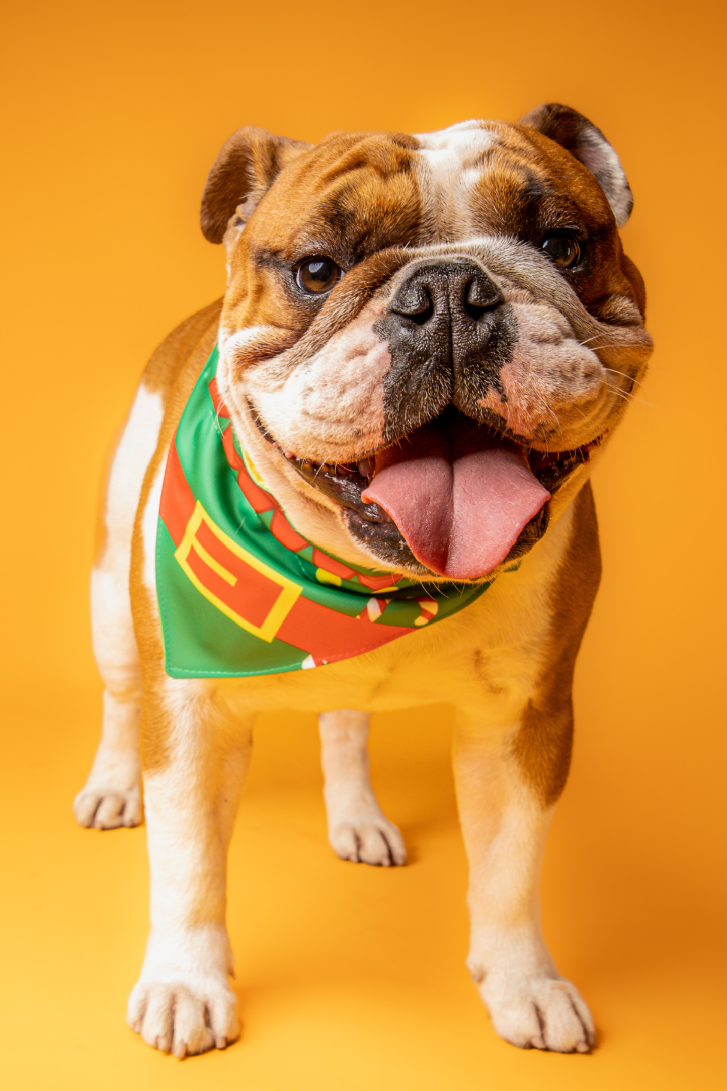 Bandana con collar para perros y gatos - Ayudante