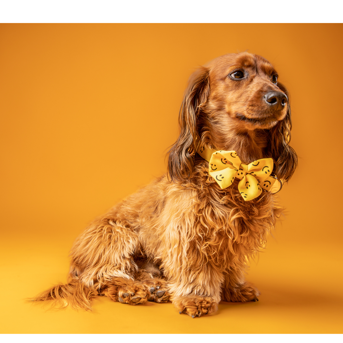 Guía Completa de Accesorios para Perros y Gatos: Encuentra lo Mejor para tu Mascota