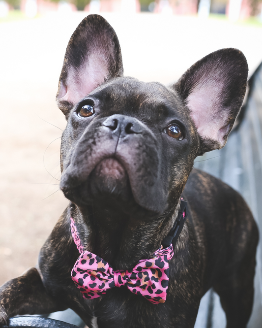 Tipos de Collares para Perros y Gatos: ¿Cuáles Existen en el Mercado?