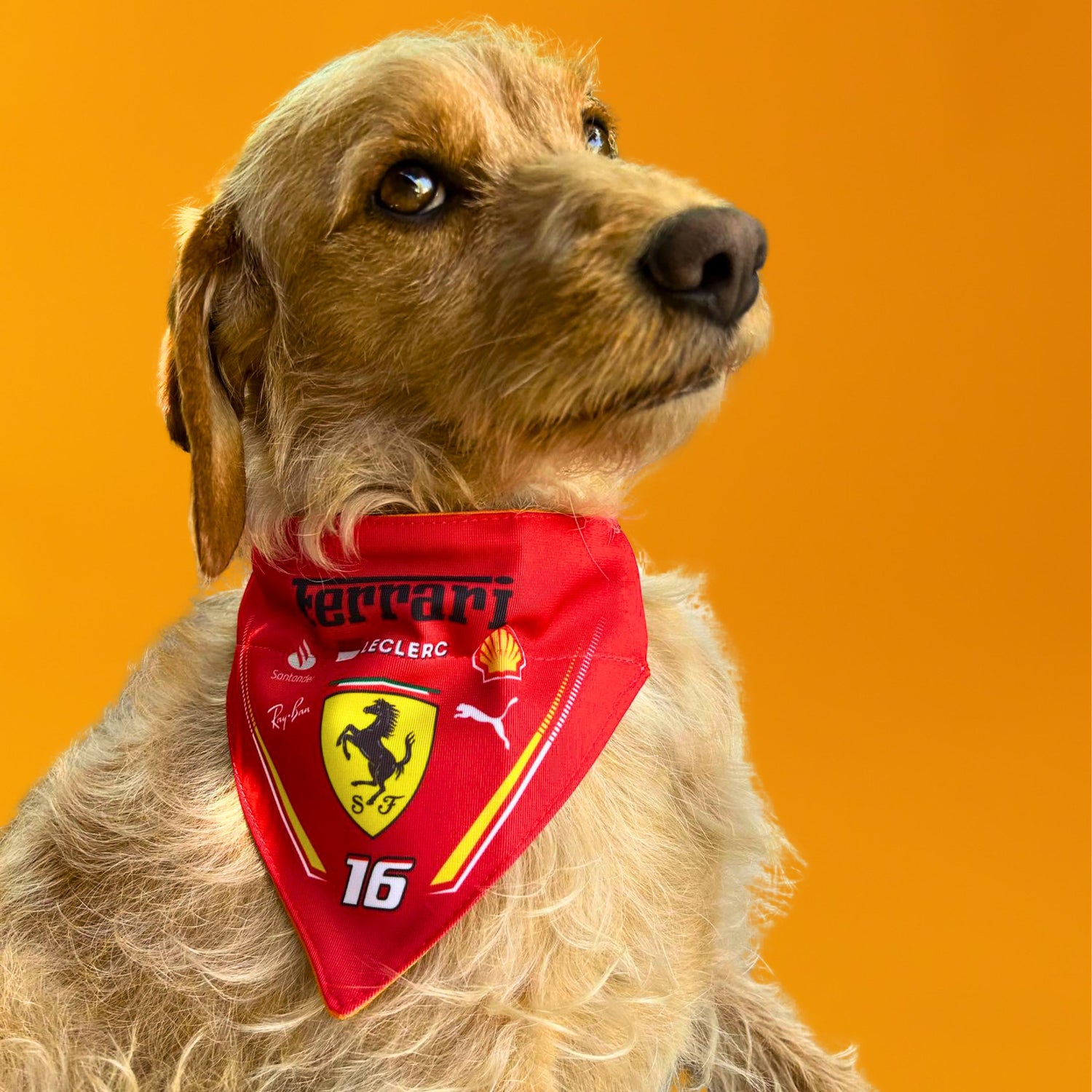 BANDANAS PARA PERROS Y GATOS DE FÓRMULA 1