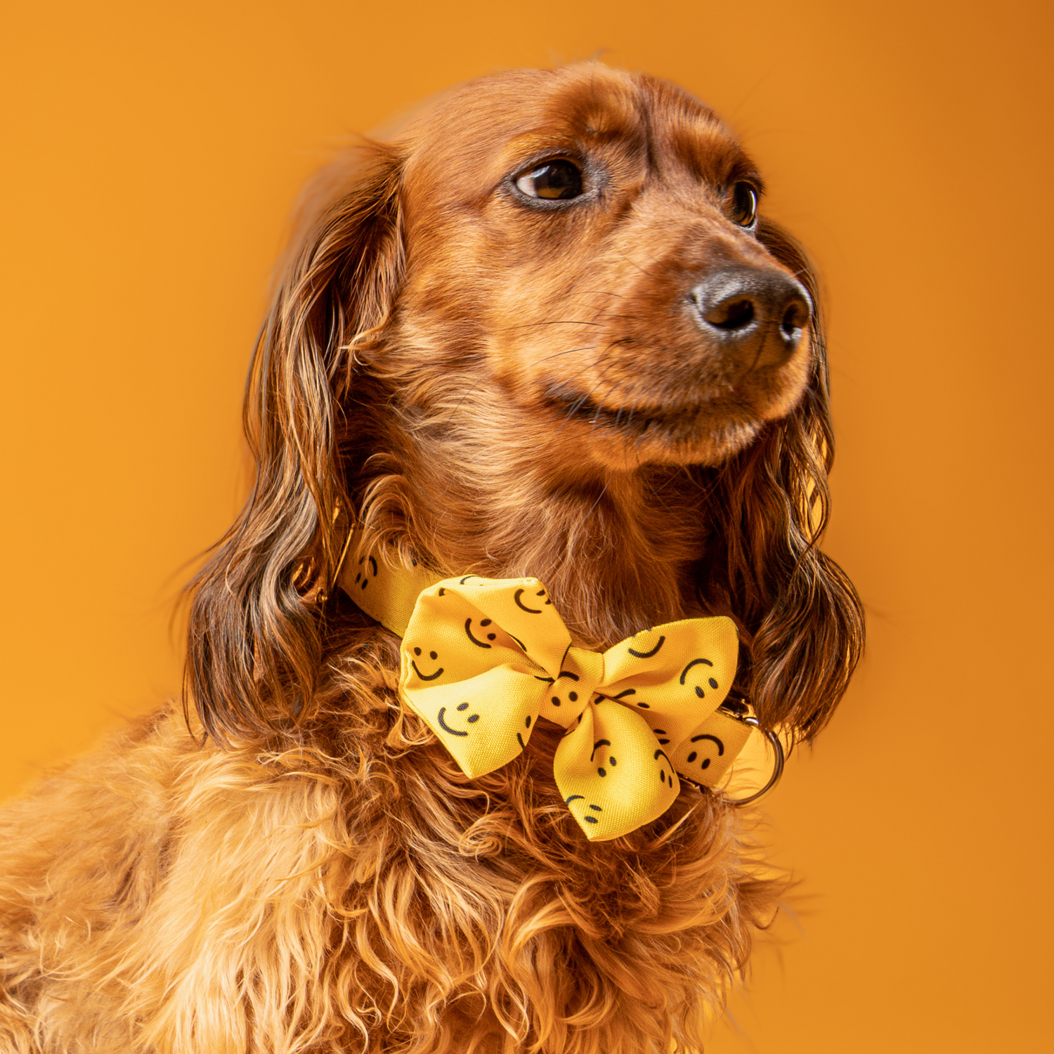 PACKS / BANDANA + COLLAR + CORBATÍN PARA PERROS Y GATOS