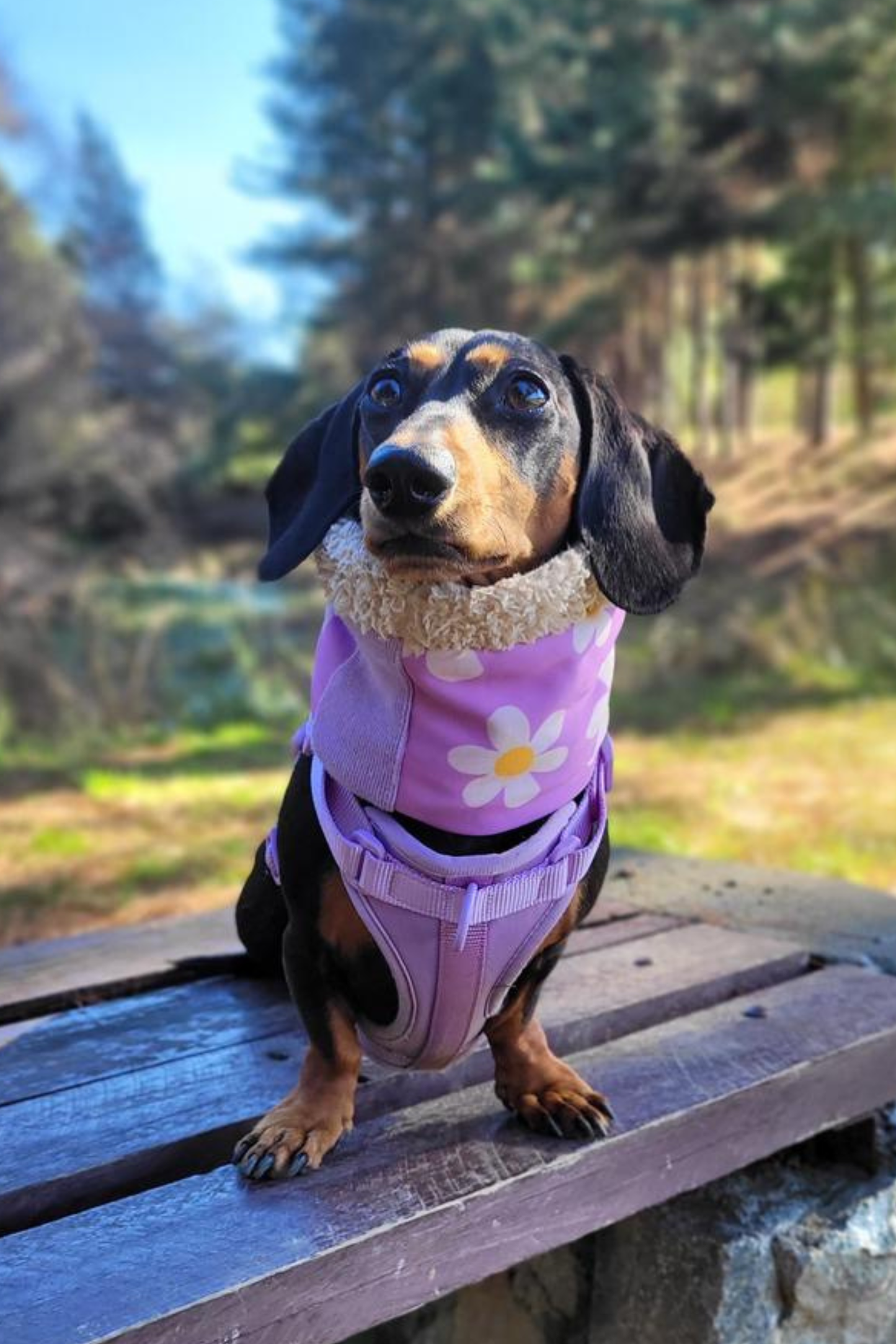 Cuello corderito para Perros Margaritas lila