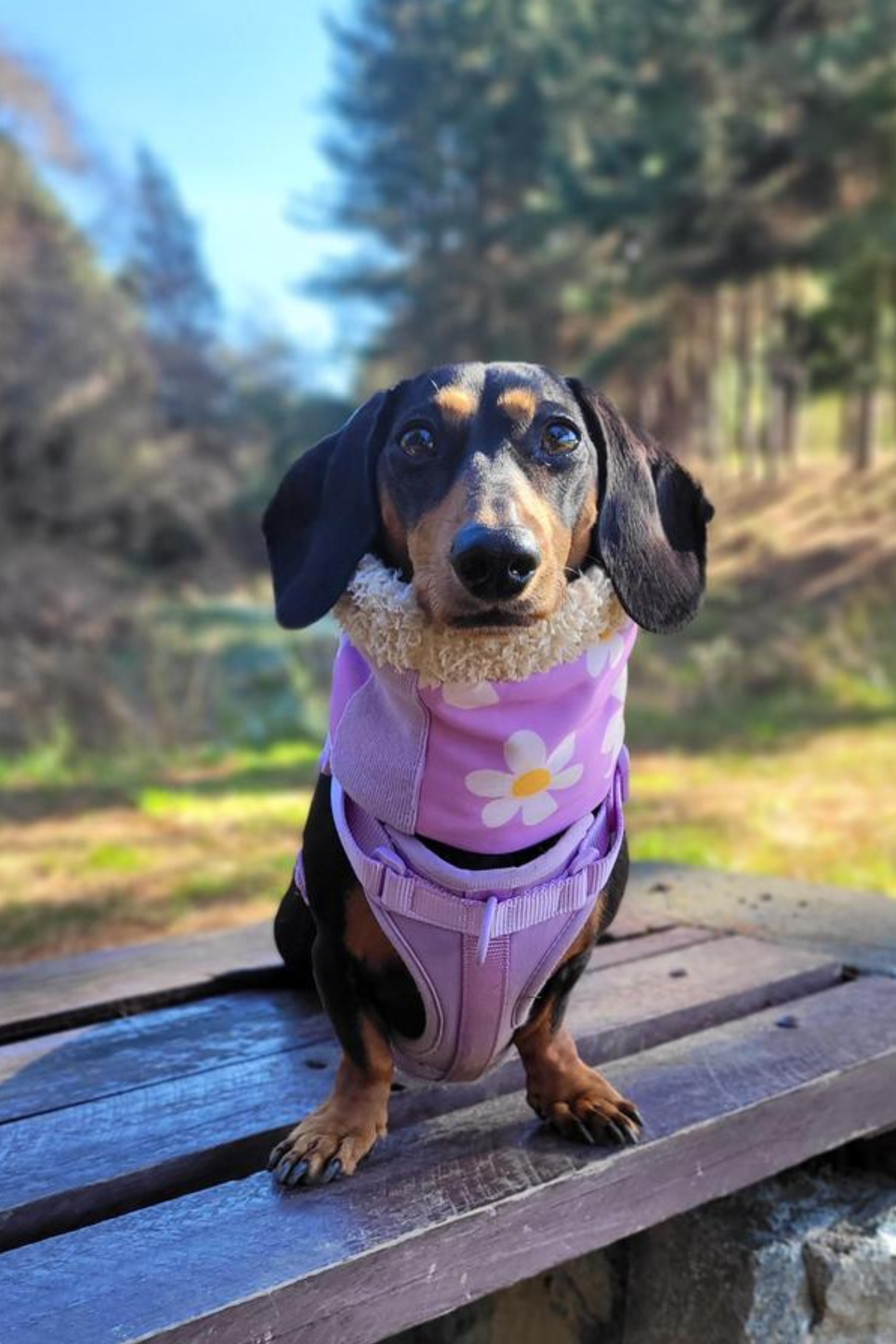 Cuello corderito para Perros Margaritas lila