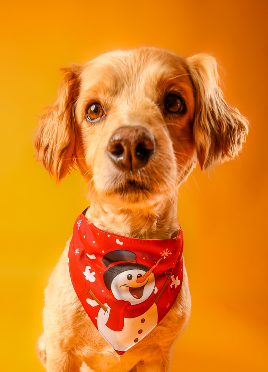 Bandana con collar Nieve 🎅