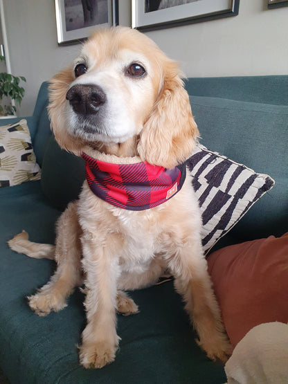 Cuello para perro diseño Jack