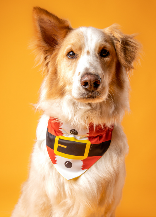 Bandana con collar Santa 🎅