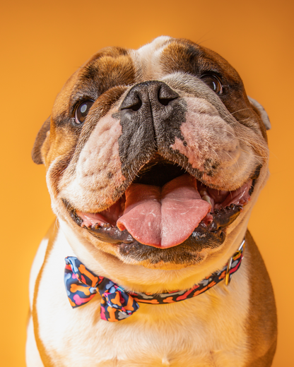 COLLAR CON CORBATÍN BONES