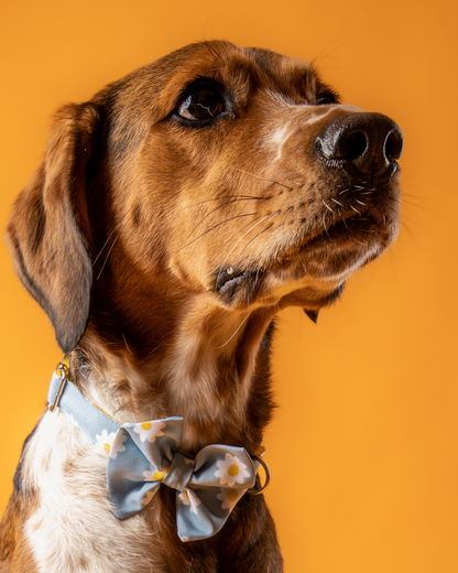 COLLAR CON CORBATÍN MARGARITAS