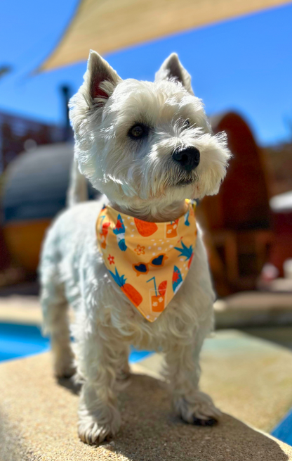 Bandana Verano ☀️