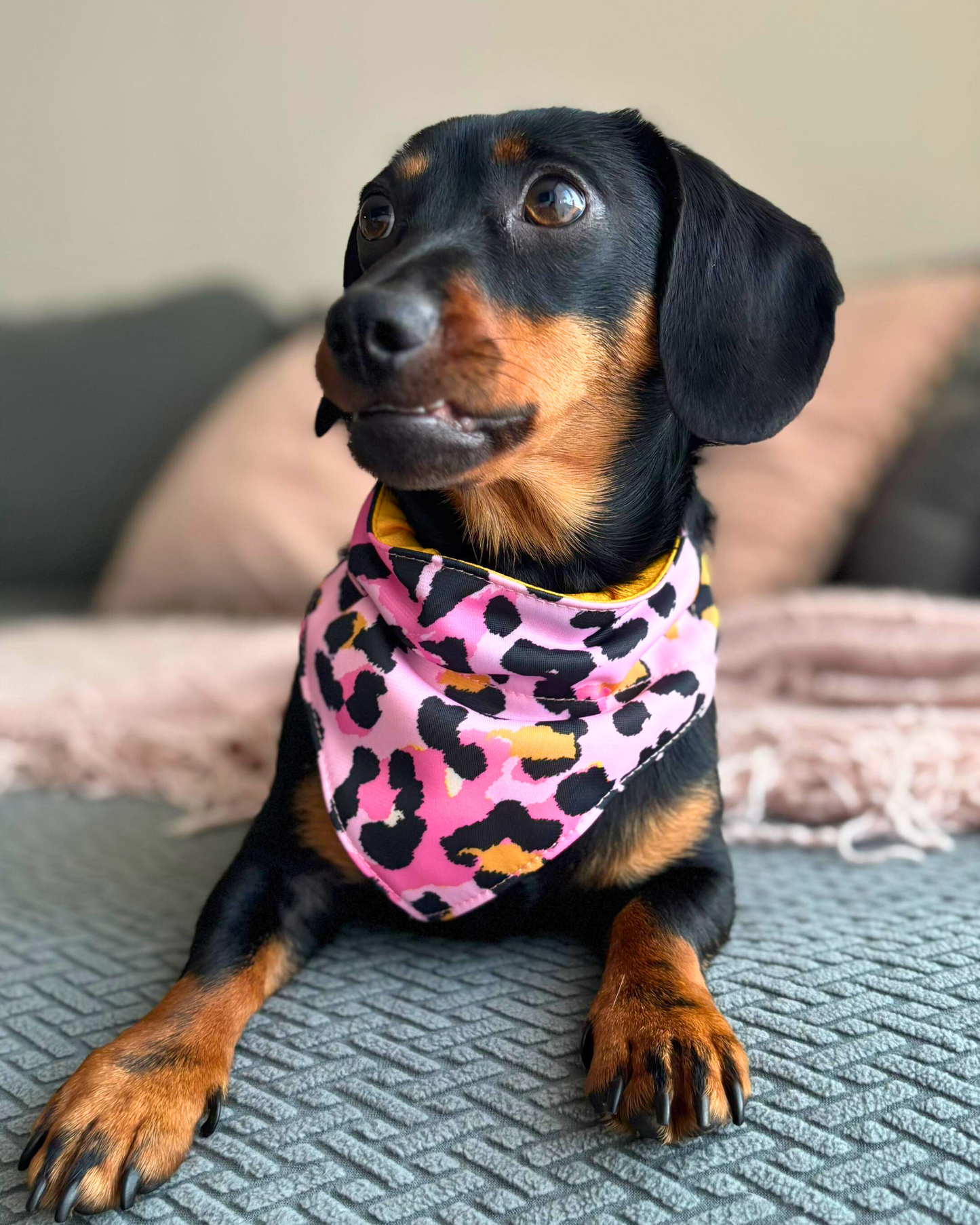 Bandana con collar ajustable para perros y gatos - Pink Print