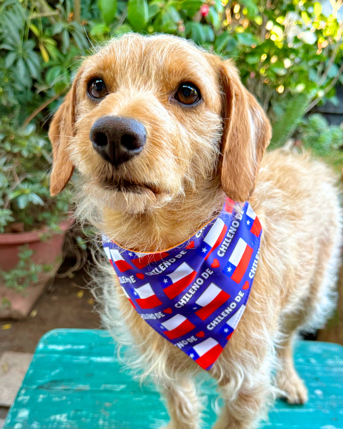 Bandana Chileno de corazón 💖