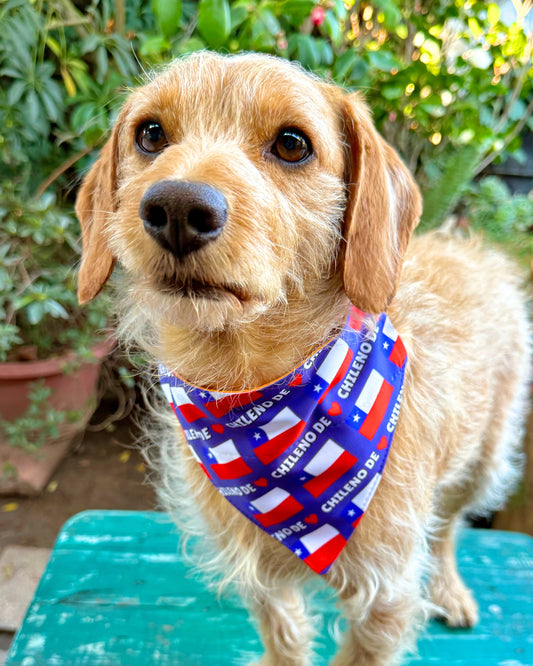 Bandana Chileno de corazón 💖