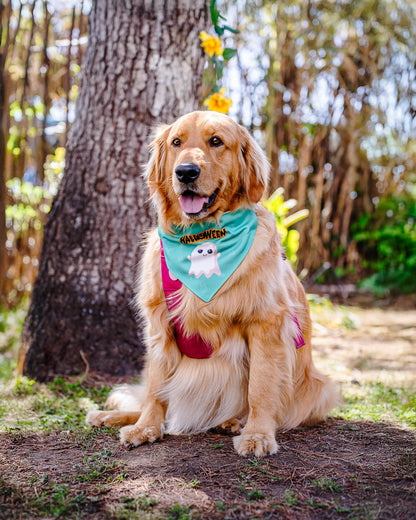 Bandana con Collar Fantasma 2 🎃