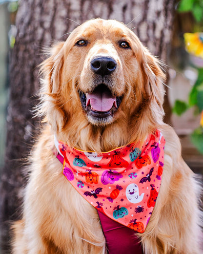 Bandana con Collar Happy Pumpkin 🎃