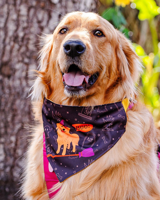 Bandana con Collar Goldy🎃
