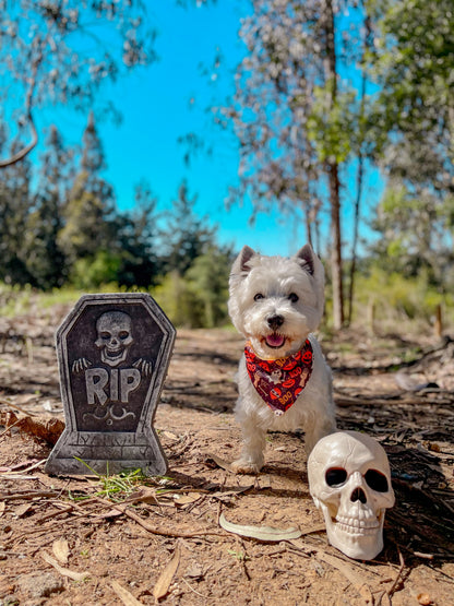 Bandana con Collar Balloon 🎃