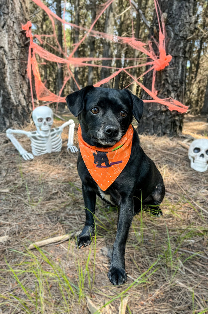 Bandana con Collar Chocolatito 🎃