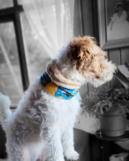 Cuello para perro diseño Starty