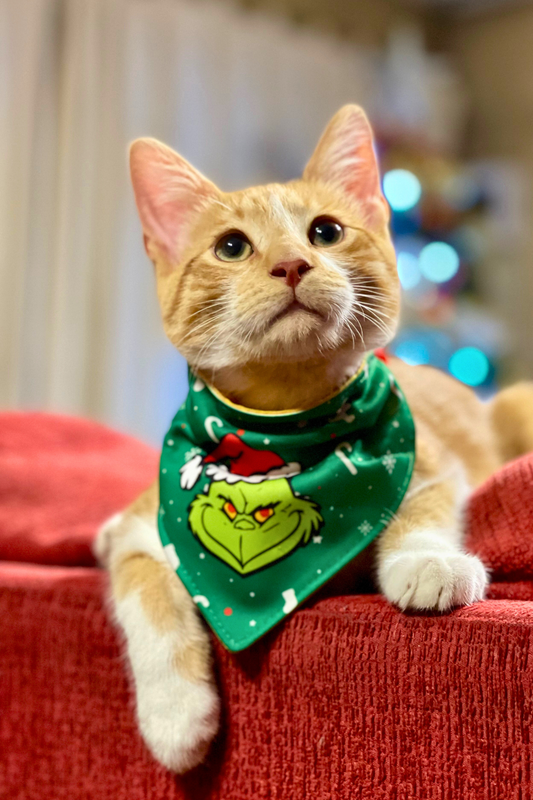 Bandana con collar para perros y gatos - Odio la navidad color verde