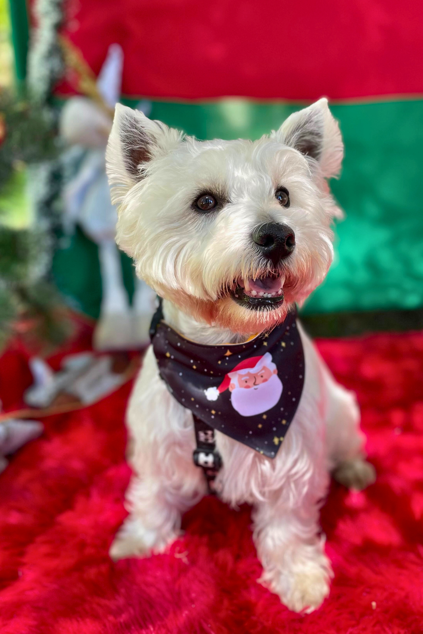 Bandana con collar para perros y gatos - Noche Buena