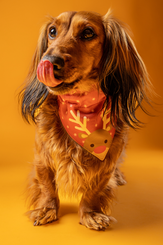 Bandana con collar para perros y gatos - Reno