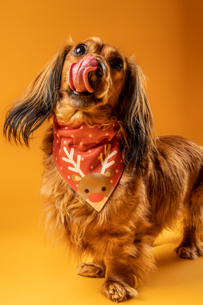 Bandana con collar para perros y gatos - Reno