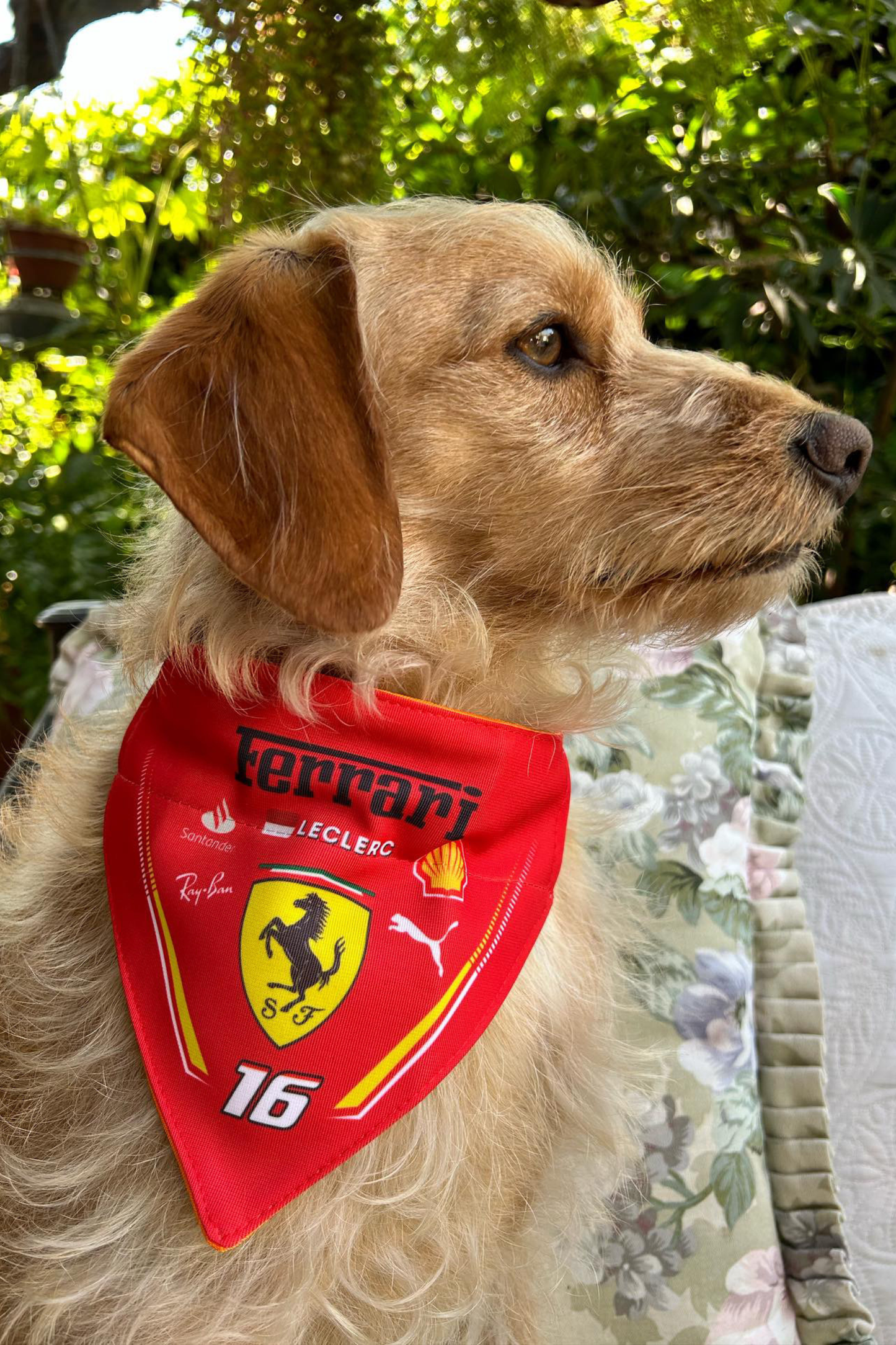 Bandana con Collar Ajustable para Perros y Gatos – Fórmula 1 -LECLERC