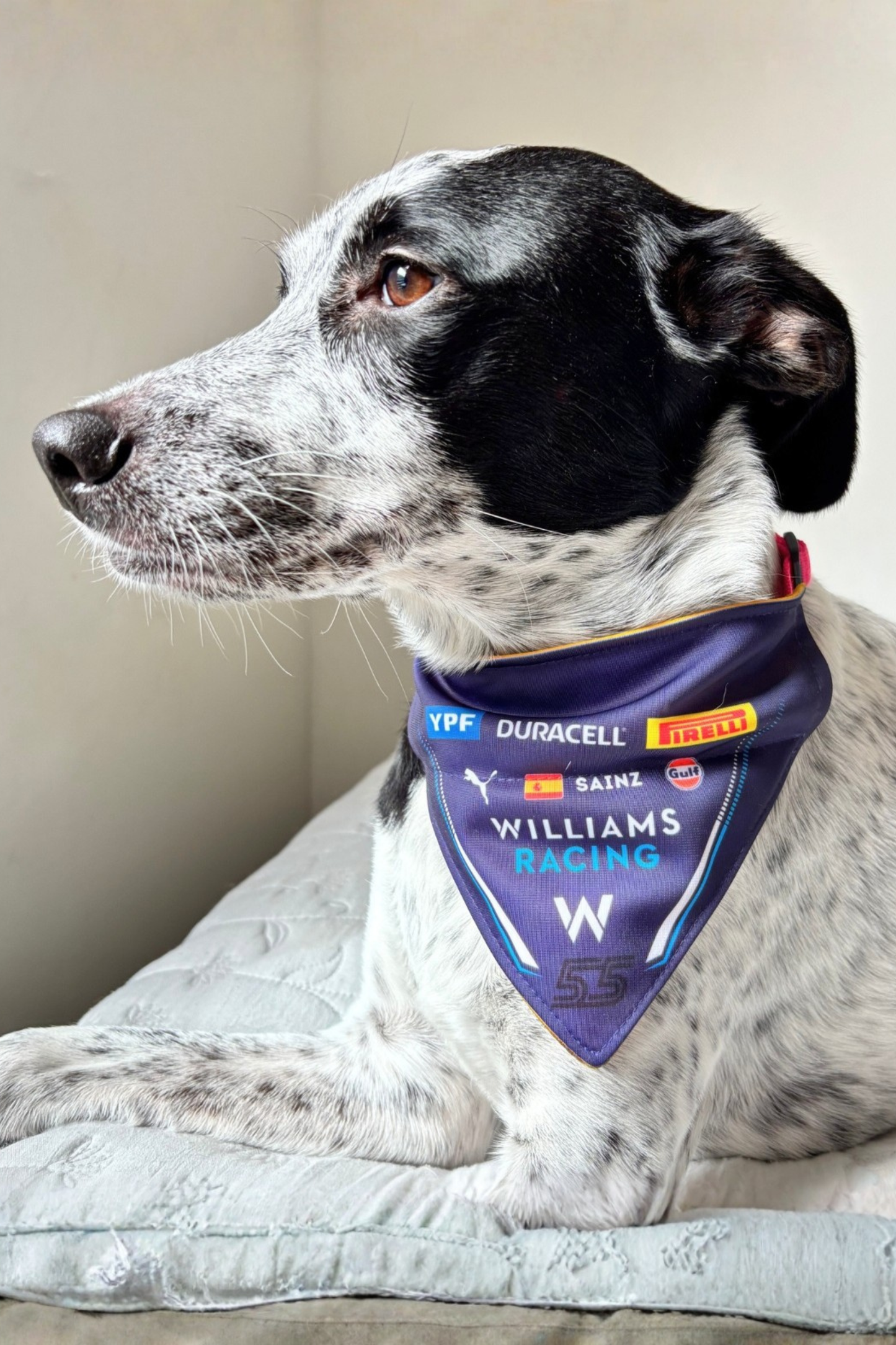Bandana con Collar Ajustable para Perros y Gatos – Fórmula 1 -SAINZ