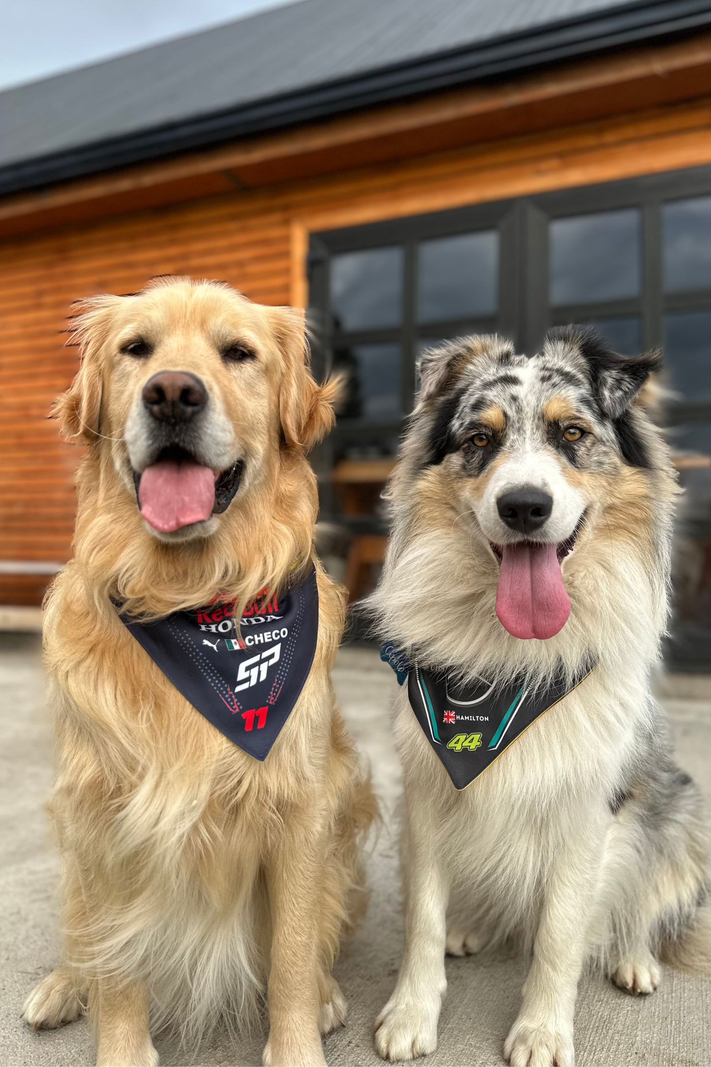Bandana con Collar Ajustable para Perros y Gatos – Fórmula 1 -CHECO