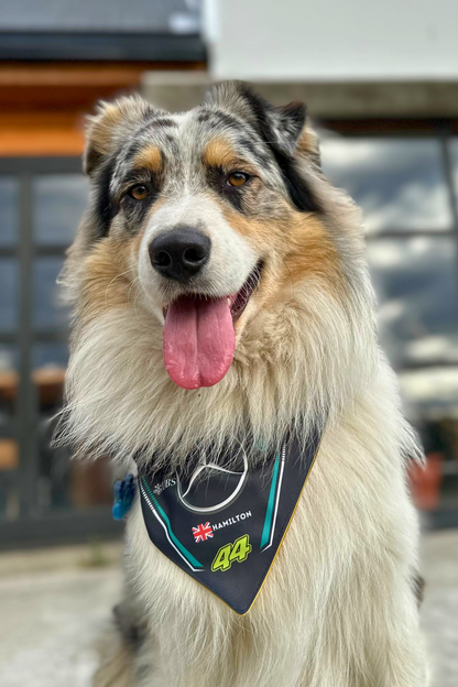 Bandana con Collar Ajustable para Perros y Gatos – Fórmula 1 - HAMILTON