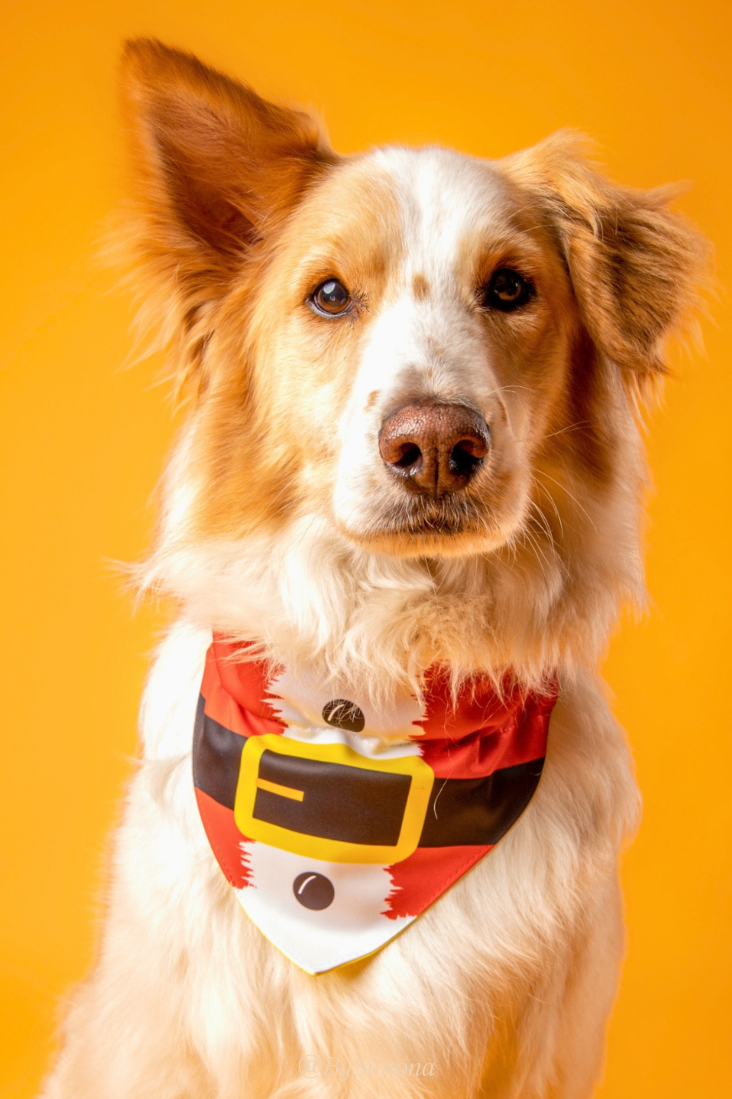 Bandana con collar para perros y gatos - Santa