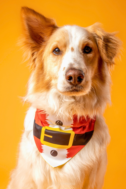 Bandana con collar para perros y gatos - Santa