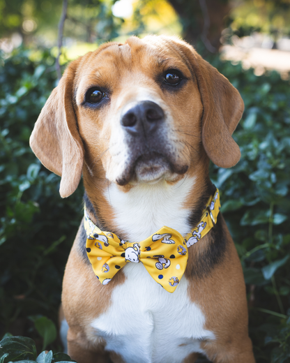 COLLAR CON CORBATÍN CHARLIE