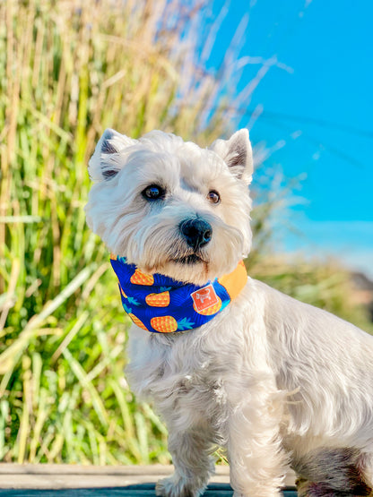 Cuello para perro diseño Piñas