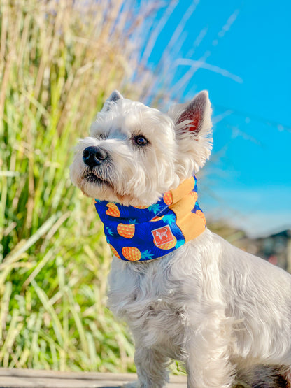 Cuello para perro diseño Piñas