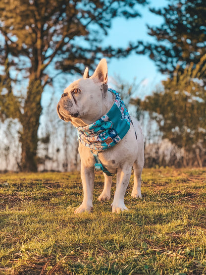 Cuello para perro diseño Dogyz