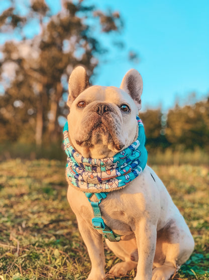 Cuello para perro diseño Dogyz