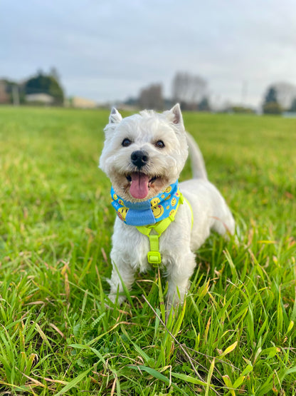 Cuello para perro diseño Best day