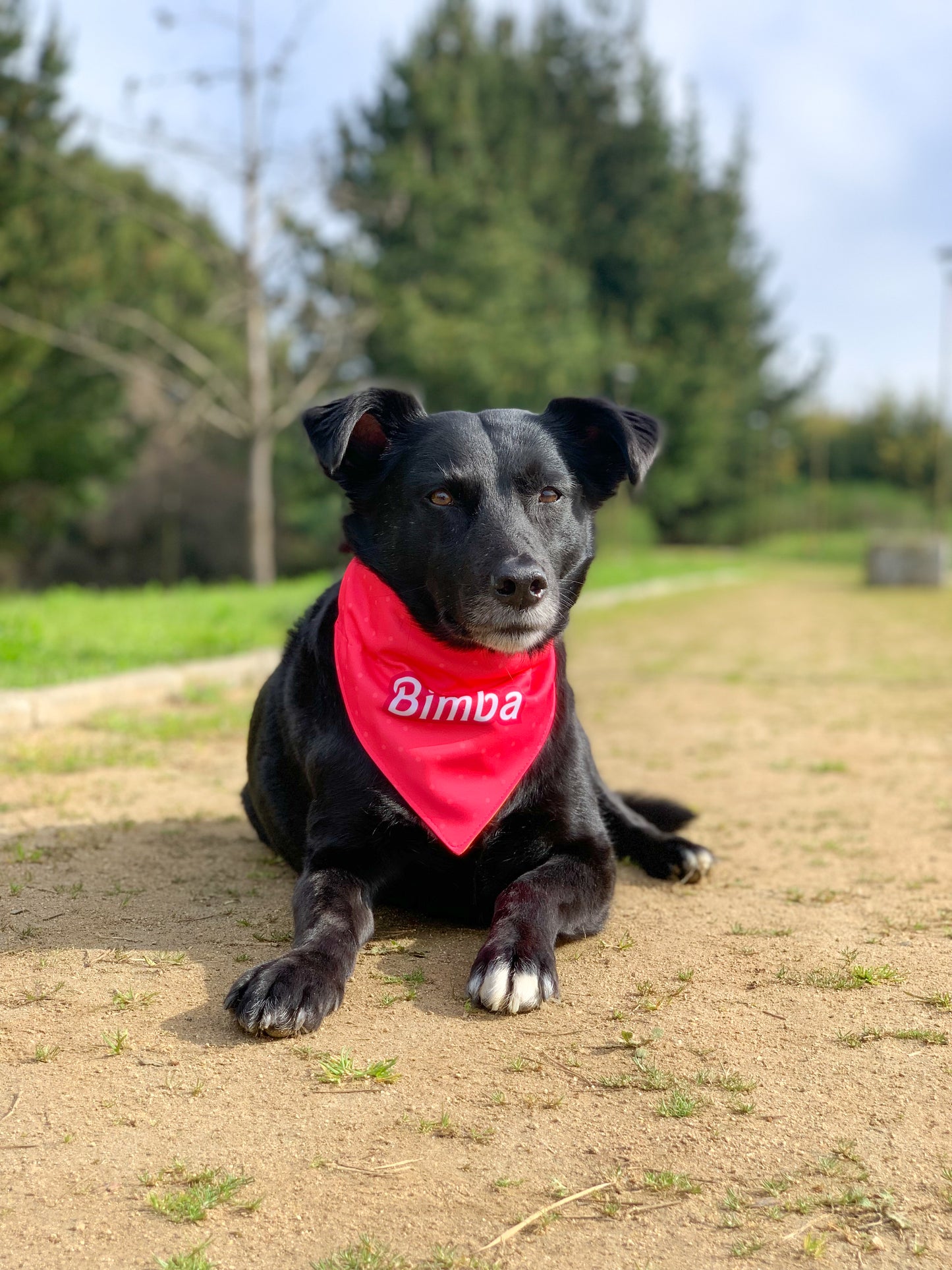 Bandana Personalizada con Collar Ajustable para Mascotas – Diseño MUÑECA