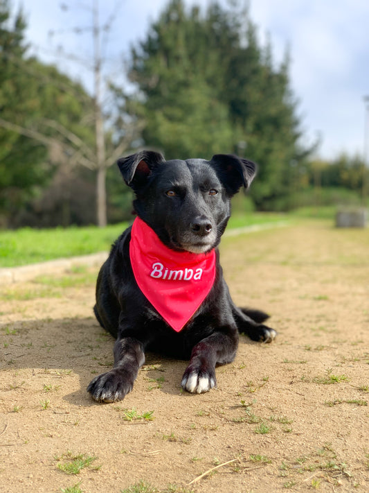 Bandana Personalizada con Collar Ajustable para Mascotas – Diseño MUÑECA