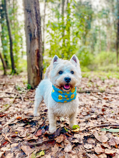 Cuello para perro diseño Best day
