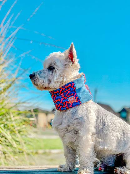 Cuello para perro diseño Bones