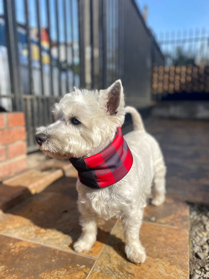 Cuello para perro diseño Jack